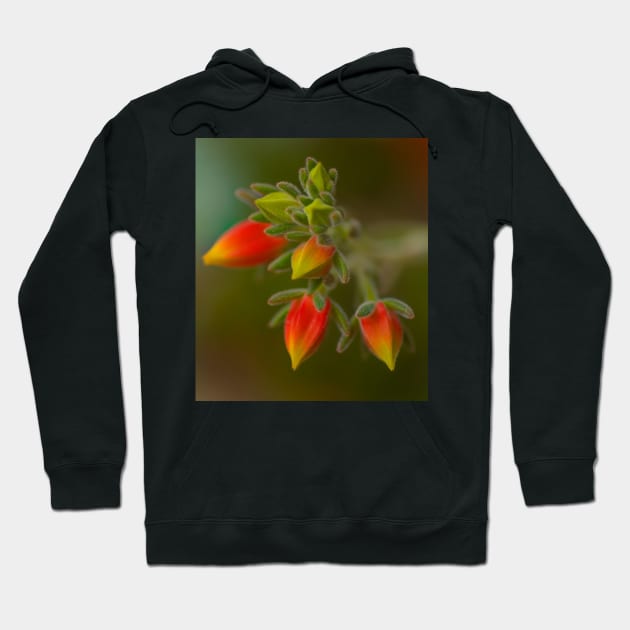 Echeveria Emerging Hoodie by Michaelm43